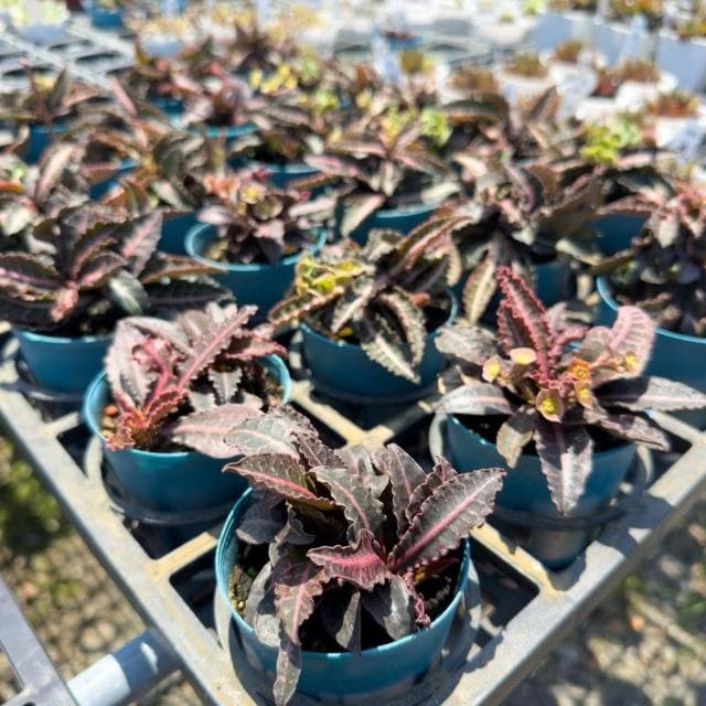 《花田多肉》🌵【彩葉麒麟-黑紅】 3吋盆 多肉植物/大戟科/麒麟/戶外植物