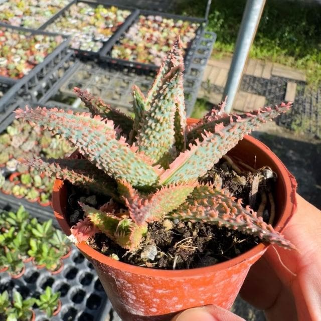 《花田多肉》🌵【聖誕卡蘿】 3吋盆 多肉植物/蘆薈/百合科/戶外植物