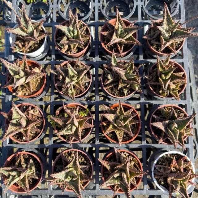 《花田多肉》🌵【聖誕卡蘿】 3吋盆 多肉植物/蘆薈/百合科/戶外植物