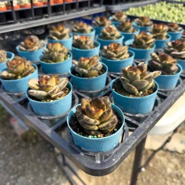 《花田多肉》🌵【泰迪熊】 3吋盆 多肉植物/兔耳/多肉/景天科/戶外植物