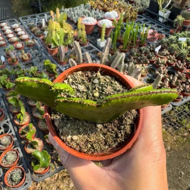 《花田多肉》🌵【珊瑚大戟綴化】 3吋盆 多肉植物/大戟科/戶外植物/綴化/多肉