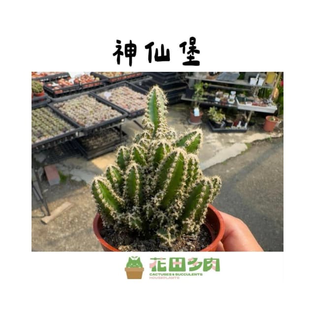 《花田多肉》🌵【神仙堡】3吋盆  多肉植物/仙人掌/戶外植物