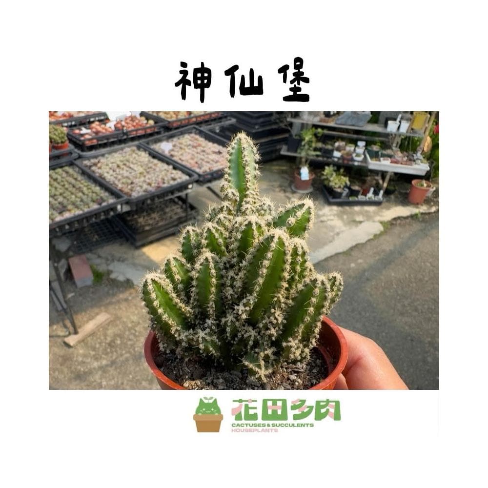 《花田多肉》🌵【神仙堡】3吋盆  多肉植物/仙人掌/戶外植物