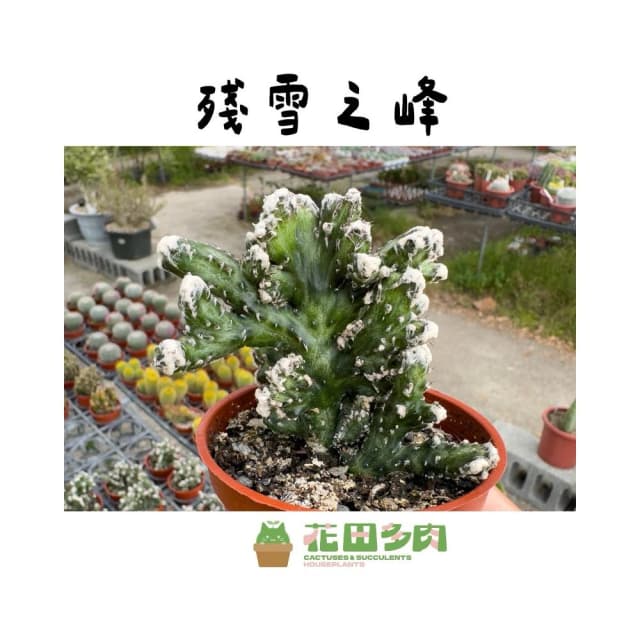 《花田多肉》🌵【殘雪之峰】 3吋盆 多肉植物/仙人掌/戶外植物/園藝