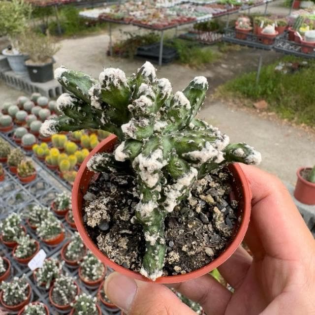 《花田多肉》🌵【殘雪之峰】 3吋盆 多肉植物/仙人掌/戶外植物/園藝