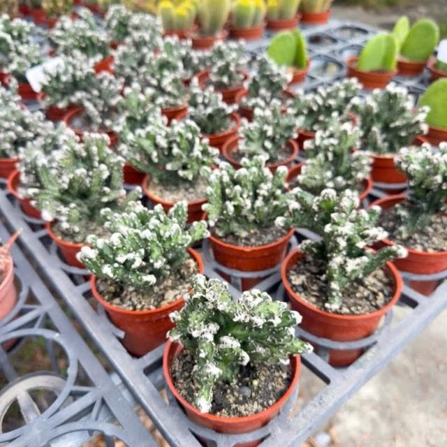 《花田多肉》🌵【殘雪之峰】 3吋盆 多肉植物/仙人掌/戶外植物/園藝