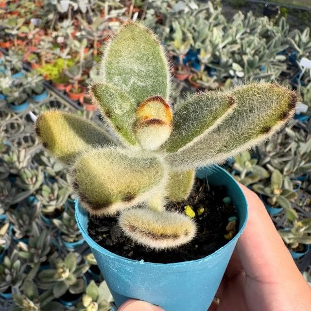 《花田多肉》🌵【黃金熊貓兔】 3吋盆 多肉植物/多肉/兔耳/戶外植物/景天科