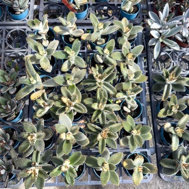 《花田多肉》🌵【黃金熊貓兔】 3吋盆 多肉植物/多肉/兔耳/戶外植物/景天科