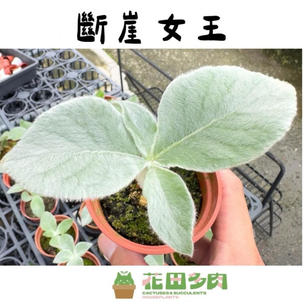 《花田多肉》🌵【斷崖女王】 3吋盆 多肉植物/多肉/塊根/塊莖/苦苣苔