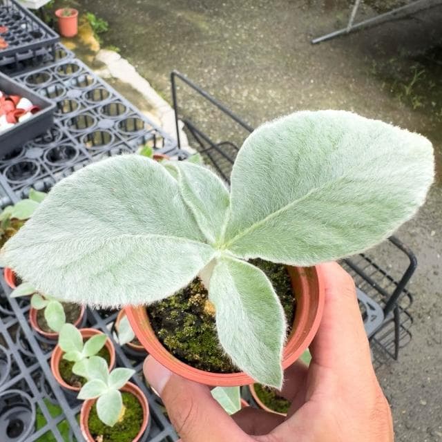 《花田多肉》🌵【斷崖女王】 3吋盆 多肉植物/多肉/塊根/塊莖/苦苣苔