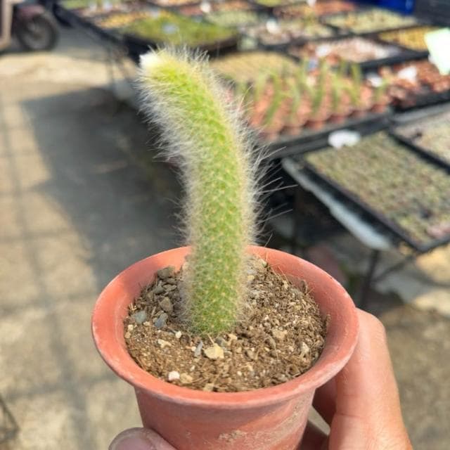 《花田多肉》🌵【猴尾柱】 3吋盆 仙人掌/多肉植物/多肉/戶外植物