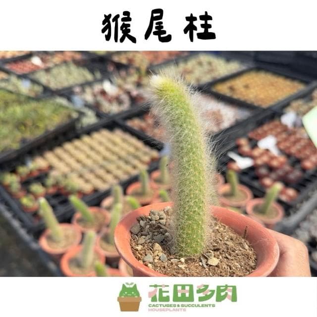 《花田多肉》🌵【猴尾柱】 3吋盆 仙人掌/多肉植物/多肉/戶外植物