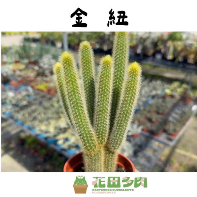 《花田多肉》🌵【金鈕/貓尾巴】 3吋盆 仙人掌/多肉植物/盆栽