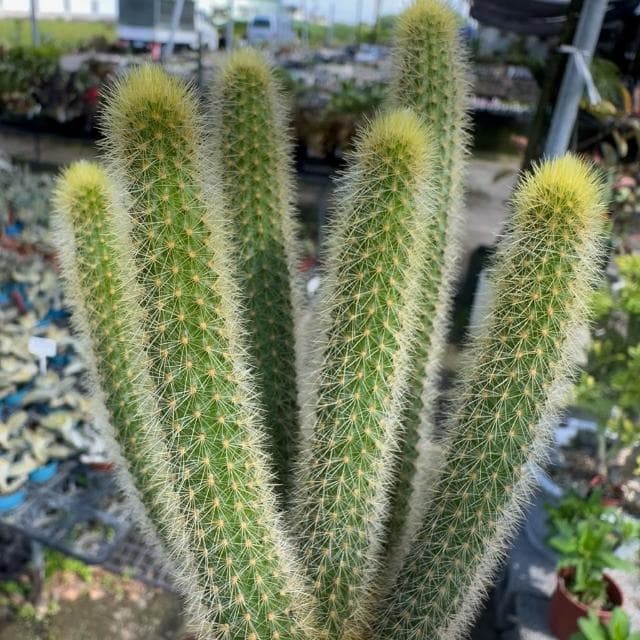 《花田多肉》🌵【金鈕/貓尾巴】 3吋盆 仙人掌/多肉植物/盆栽