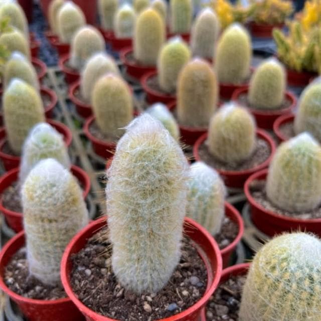 《花田多肉》🌵【老樂柱/幻樂柱】 3吋盆 多肉植物/仙人掌/園藝/盆栽