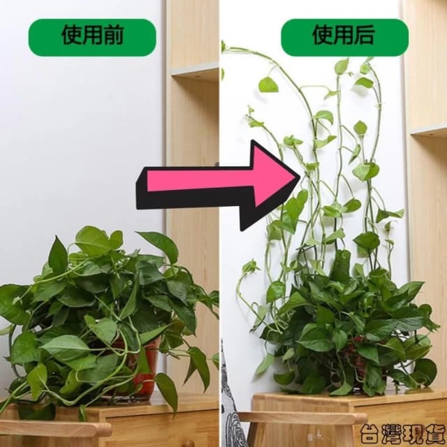 沐晨植物園｜爬牆固定器 藤蔓固定器 攀爬固定器 貼牆 多功能固定器 免打孔掛鈎 室內盆栽 綠藤固定器 線材理線器