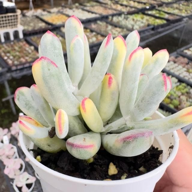 《花田多肉》🌵【棒葉福娘錦】 3吋盆 多肉植物/多肉/景天科/戶外植物/錦斑