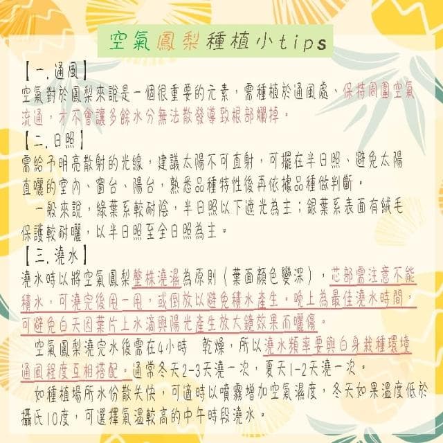 《花田多肉》🌵【德魯伊小精靈】 空氣鳳梨 /空鳳/多肉植物/療癒小物/空氣淨化小幫手/仙人掌/觀葉植物/盆栽