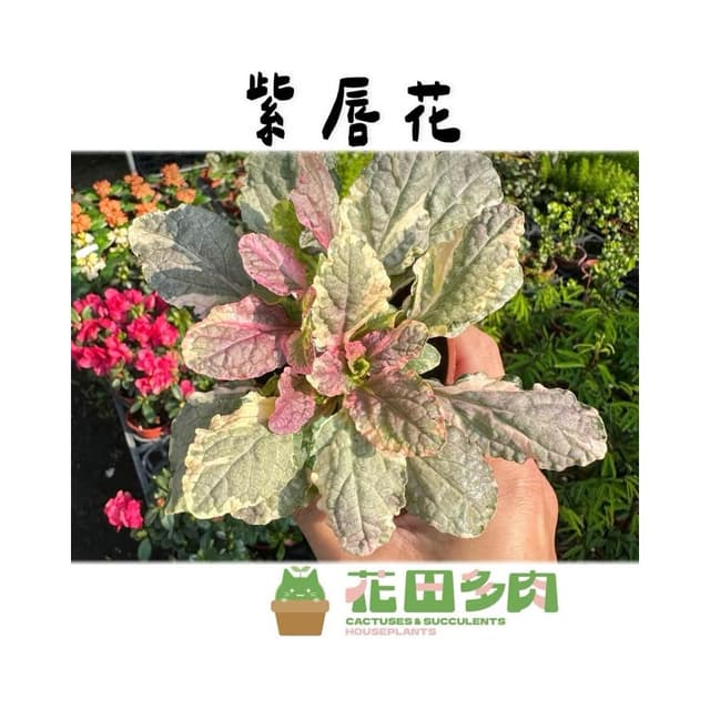 《花田多肉》🌵【紫唇花/斑葉洋筋骨草】 3吋盆 觀葉植物/室內植物/觀賞植物/園藝/盆栽