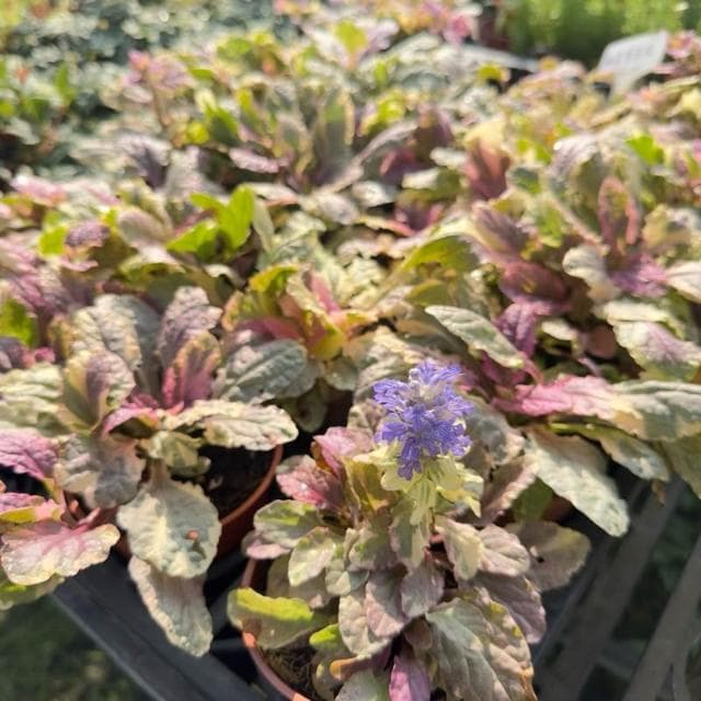 《花田多肉》🌵【紫唇花/斑葉洋筋骨草】 3吋盆 觀葉植物/室內植物/觀賞植物/園藝/盆栽