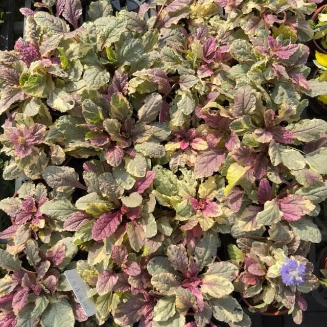 《花田多肉》🌵【紫唇花/斑葉洋筋骨草】 3吋盆 觀葉植物/室內植物/觀賞植物/園藝/盆栽