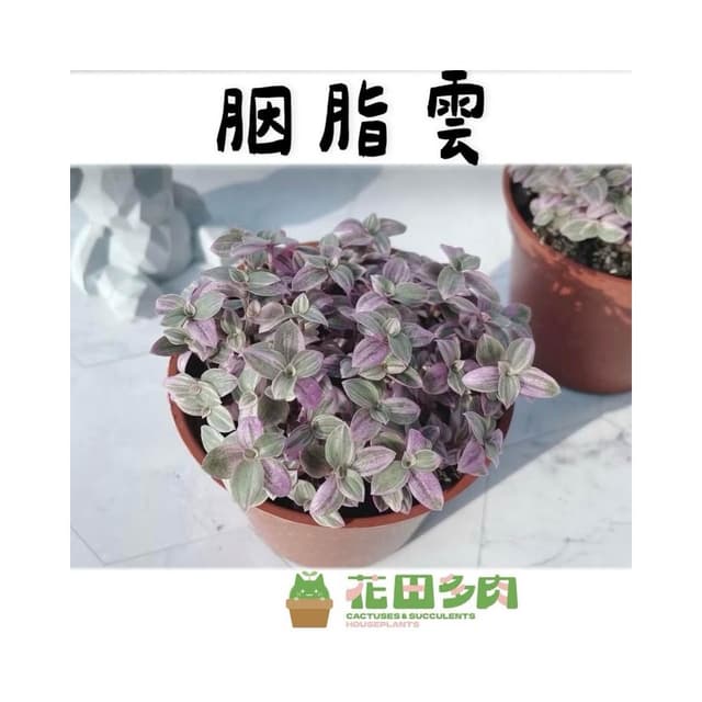 《花田多肉》🌵【胭脂雲】多肉植物/婚禮小物/仙人掌/療癒小物/觀葉植物/空氣鳳梨/盆栽