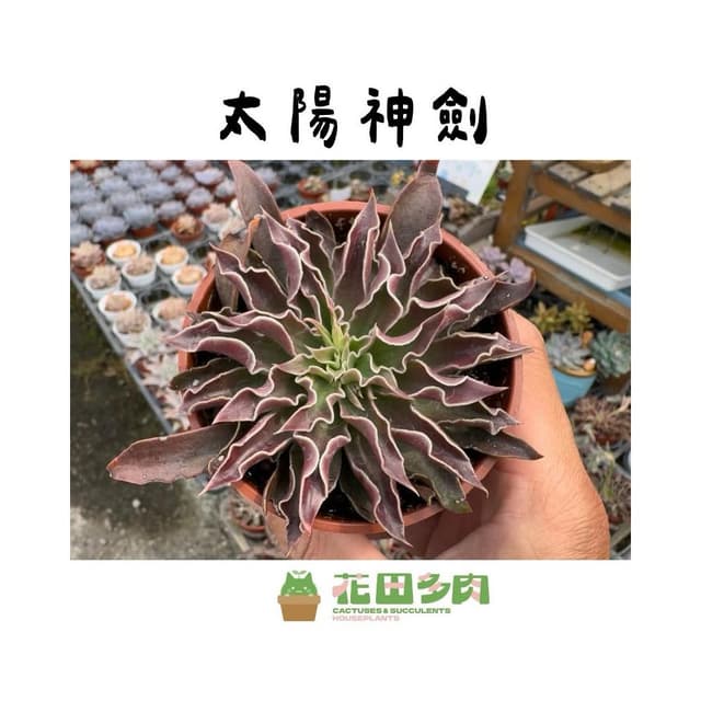 《花田多肉》🌵【太陽神劍】3吋盆   多肉植物/多肉/景天科/戶外植物盆栽
