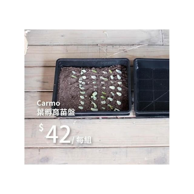 【CARMO】多肉葉孵育苗盤(贈底盤) 育苗｜葉孵｜葉孵盒｜花盆盆栽｜多肉植物｜園藝器具