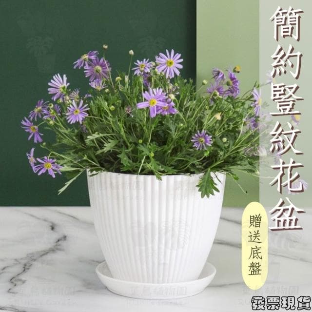 沐晨植物園｜花盆 塑膠花盆 白色花盆 盆栽 塑膠盆 盆栽容器 圓形花盆 北歐花盆花器 盆器 透氣花盆 控根盆
