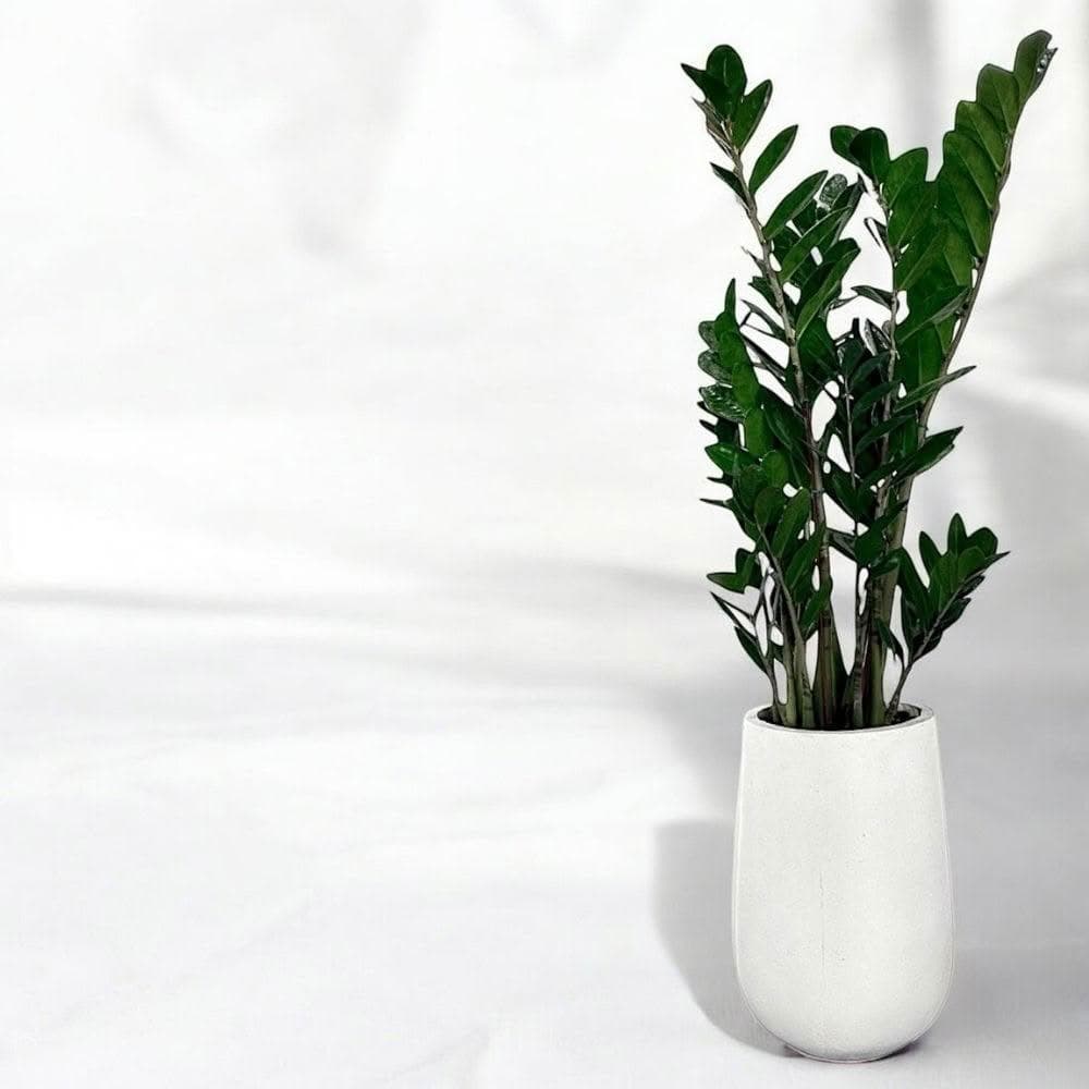 金錢樹 美鐵芋盆栽八吋水泥盆 竹簍 開幕送禮 室內植物 觀葉植物 開幕盆栽 室內盆栽 盆栽植物  園藝天堂鳥 龜背芋盆栽