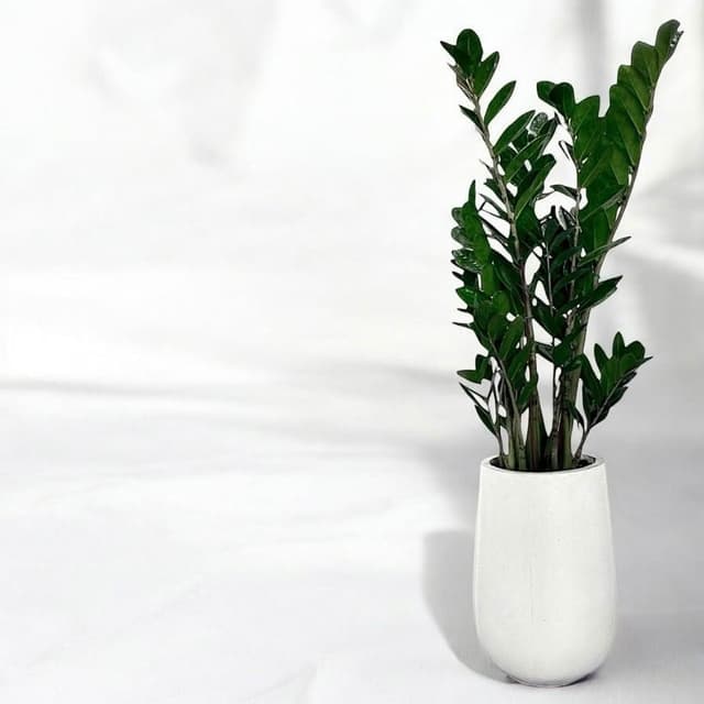 金錢樹 美鐵芋盆栽八吋水泥盆 竹簍 開幕送禮 室內植物 觀葉植物 開幕盆栽 室內盆栽 盆栽植物  園藝天堂鳥 龜背芋盆栽