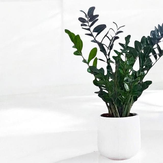 金錢樹 美鐵芋盆栽八吋水泥盆 竹簍 開幕送禮 室內植物 觀葉植物 開幕盆栽 室內盆栽 盆栽植物  園藝天堂鳥 龜背芋盆栽