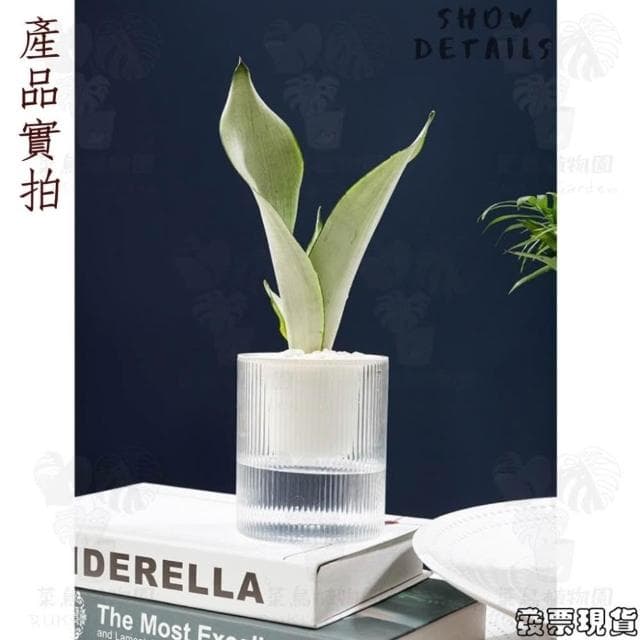  沐晨植物園｜懶人花盆 懶人盆栽 吸水花盆 自吸水花盆  免澆水花盆 吸水盆栽 室內花盆 