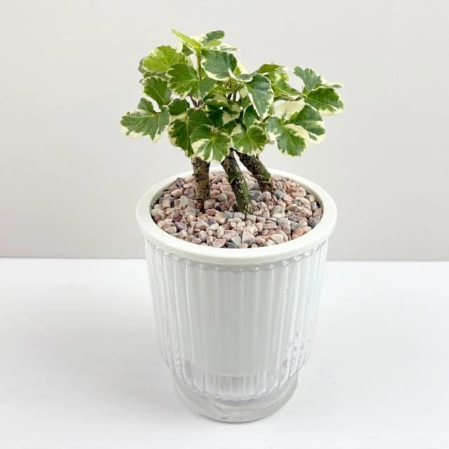 白雪福祿桐【現貨】4吋透明條紋免澆水盆栽 室內植物 室內盆栽 懶人盆栽 水培植物 水培盆栽 觀葉植物