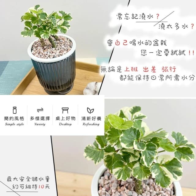 白雪福祿桐【現貨】4吋透明條紋免澆水盆栽 室內植物 室內盆栽 懶人盆栽 水培植物 水培盆栽 觀葉植物