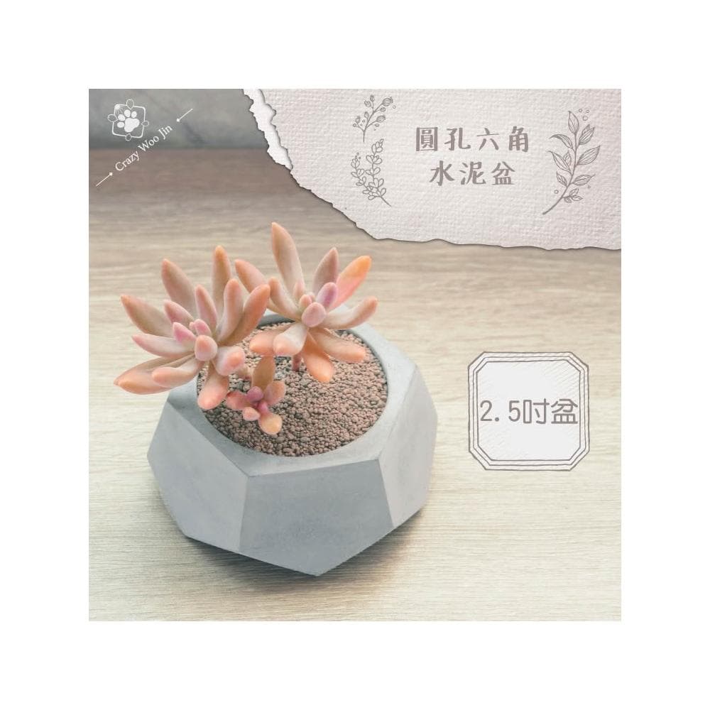 【瘋伍金】六角圓孔造型水泥盆 2.5吋盆 多肉盆栽 家用植物盆 有底孔 小盆栽 小陶盆