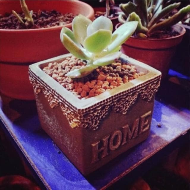 質感蕾絲水泥盆 陶瓷 盆栽 花器 多肉植物  辦公室小物 GXS拍照道具(盆栽 花器 多肉植物 療癒 交換禮物)
