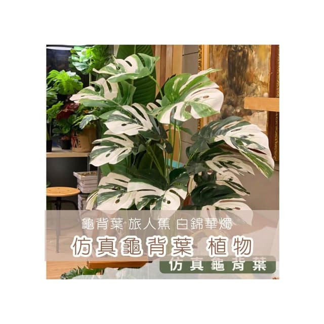 龜背葉 仿真植物 假盆栽 龜背芋 室內植物 花 植物 植栽 假植物 人造植物 GXS拍照道具(仿真植物 假盆栽)