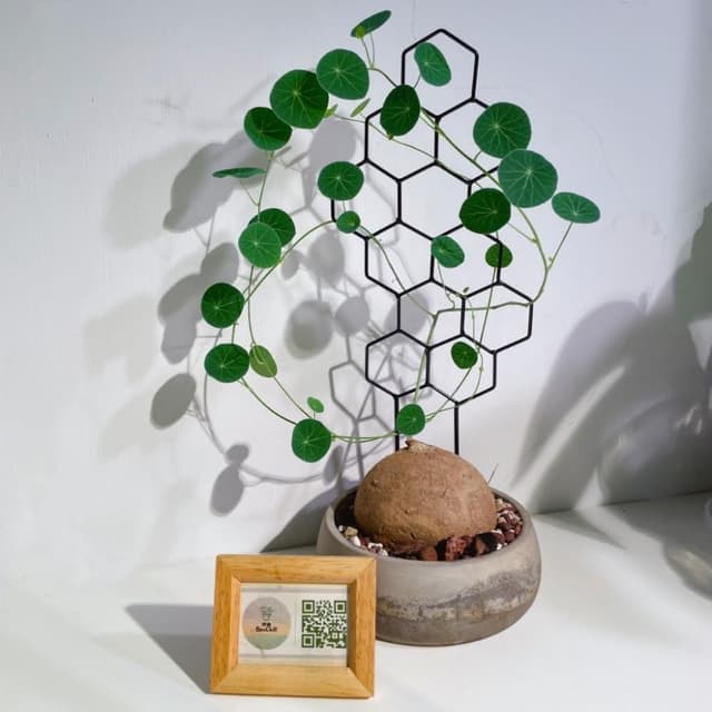 《斑啾植選》造型攀爬架-幾何系列(造型花架｜山烏龜架｜金屬支架｜綠蘿支架｜盆栽用支架｜植物攀爬支架)