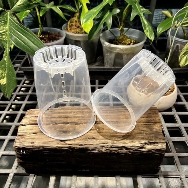 《斑啾植選》輕量高腳盆｜透明14cm(控根盆｜觀葉專用盆｜蘭花盆｜觀葉植物｜雨林｜白龜｜斑葉｜龜背芋｜室內植物｜盆栽)