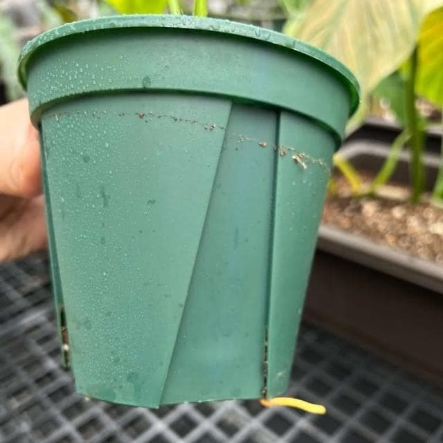 《斑啾植選》青山盆｜4.5吋盆14cm(觀葉植物專用盆｜斑葉｜合果芋｜龜背芋｜觀音蓮｜室內植物｜盆栽)