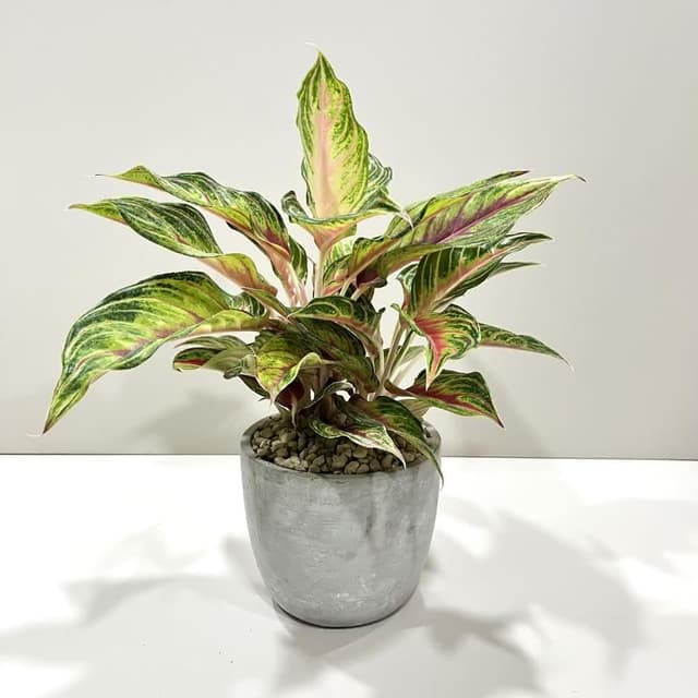 ｜精選盆栽｜火狐狸粗肋草(附底盤)/觀葉植物/水泥盆盆栽/居家美化/開幕盆栽/宅配到府