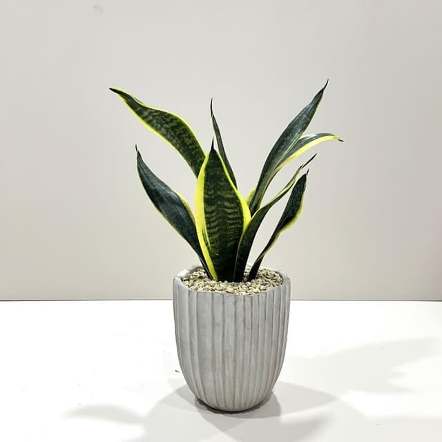 ｜精選盆栽｜黃邊虎尾蘭(附底盤)/觀葉植物/水泥盆盆栽/居家美化/淨化空氣/宅配到府