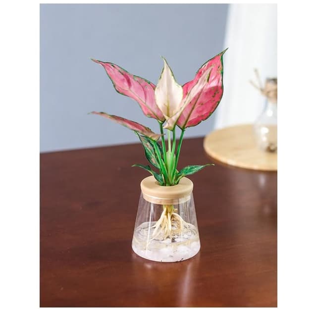 【欣榮園藝資材行】造型 水培花盆 早安花盆 吸水花盆 繁星花盆 水培花盆 水耕植物盆 水培盆 水耕盆栽 懶人花盆