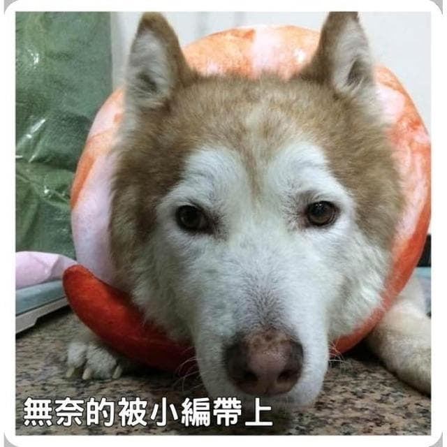 蝦仁抱枕 午睡枕 蔡依林 趴睡 靠枕 靠墊 辦公室 小幫手 絨毛仿真 交換禮物 生日禮物 康熙來了 生日禮物 HL10