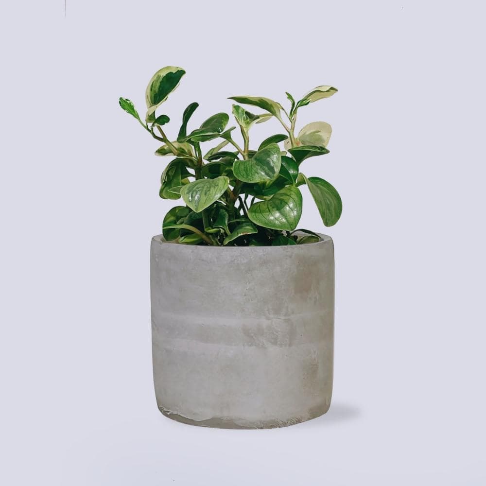 原植  中型植物｜斑葉椒草 (送禮·室內·植栽)