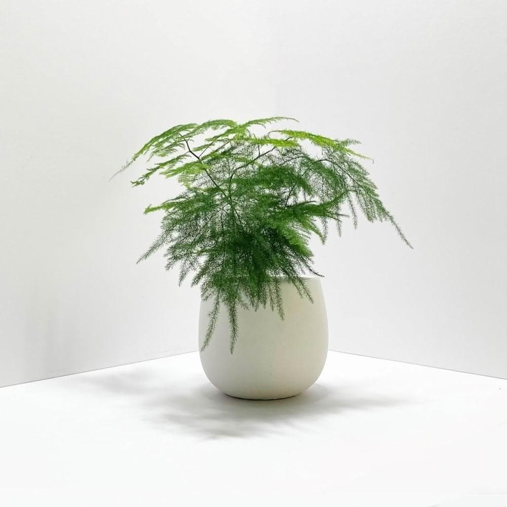 原植 | 小型植物 | 文竹 (植栽·盆栽·淨化空氣·送禮·觀賞植物)