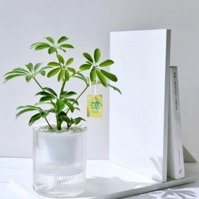 【Green Pandora】光汐透明吸水盆栽懶人盆栽  免澆水盆栽