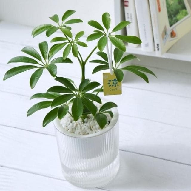 【Green Pandora】光汐透明吸水盆栽懶人盆栽  免澆水盆栽