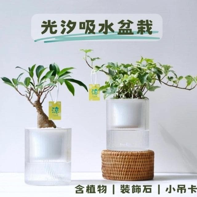 【Green Pandora】光汐透明吸水盆栽懶人盆栽  免澆水盆栽
